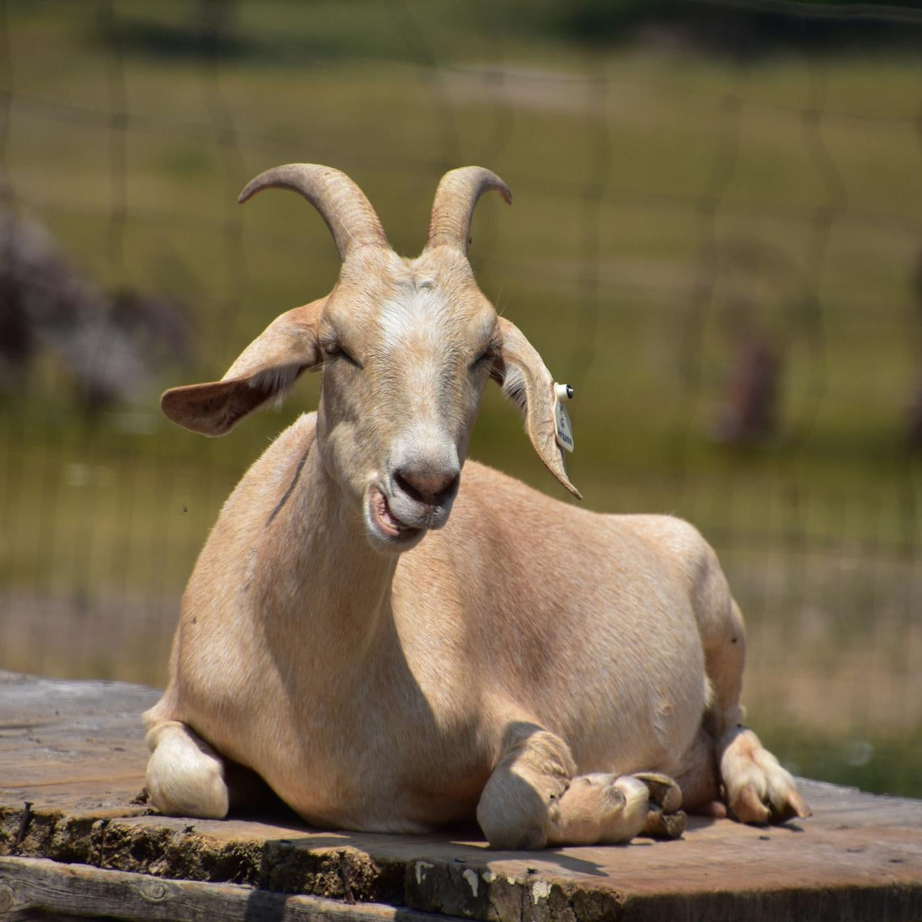 Goat