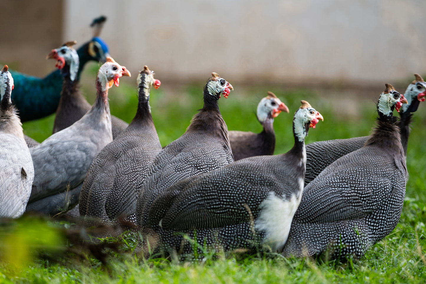 Guinea Fowl