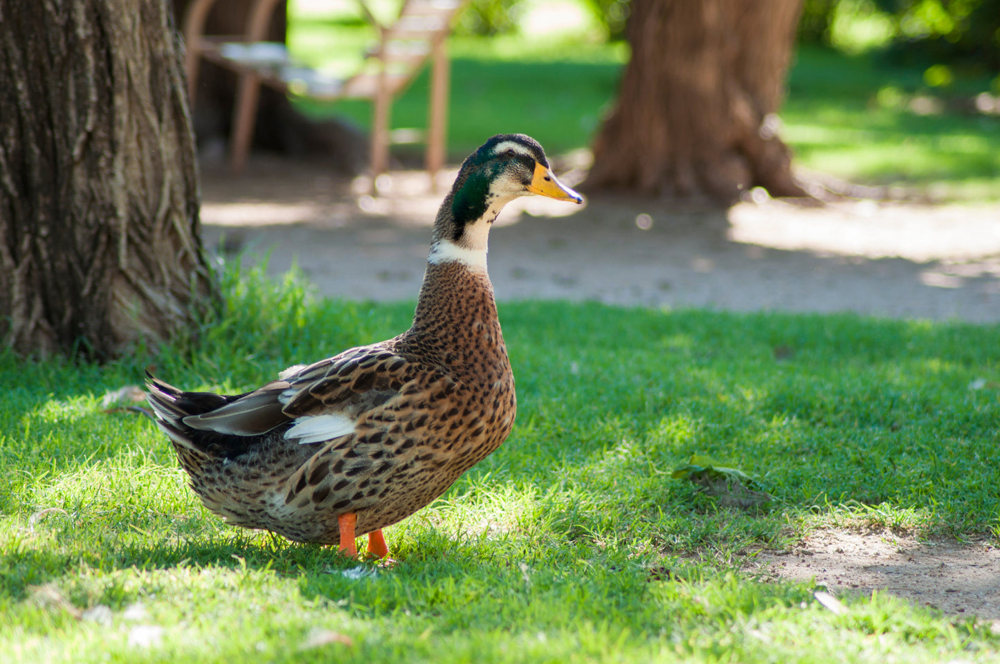 Duck