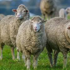 Lamb