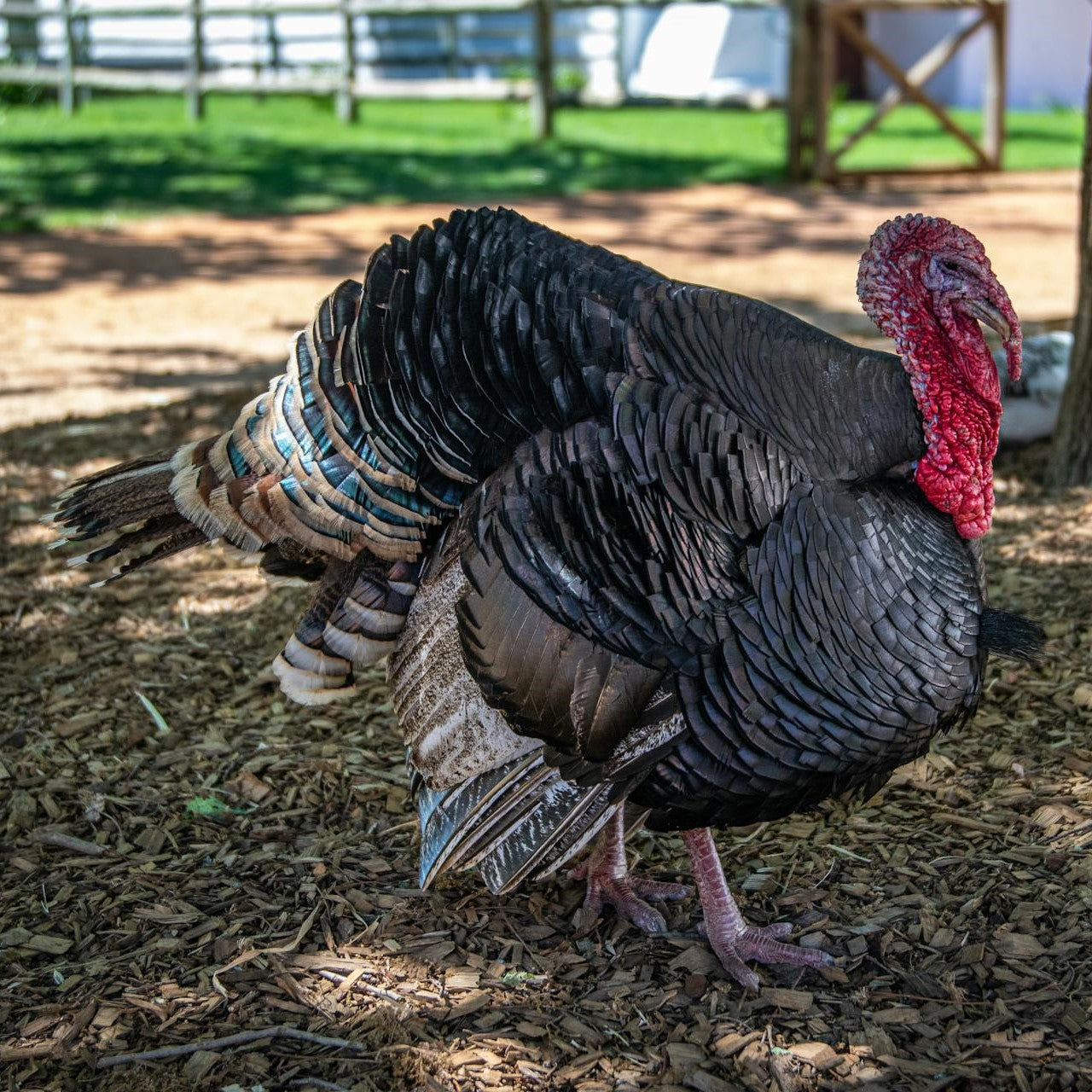 Turkey