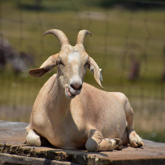 Goat