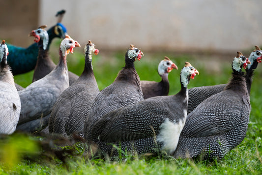 Guinea Fowl