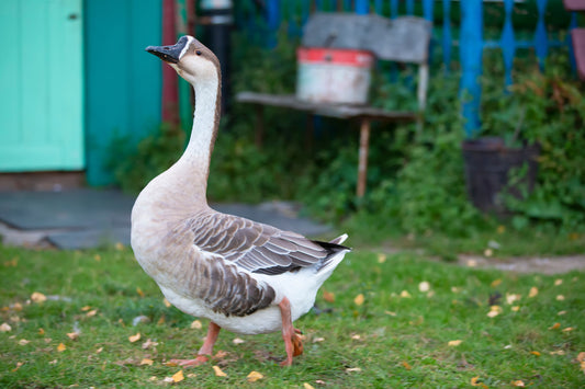 Goose