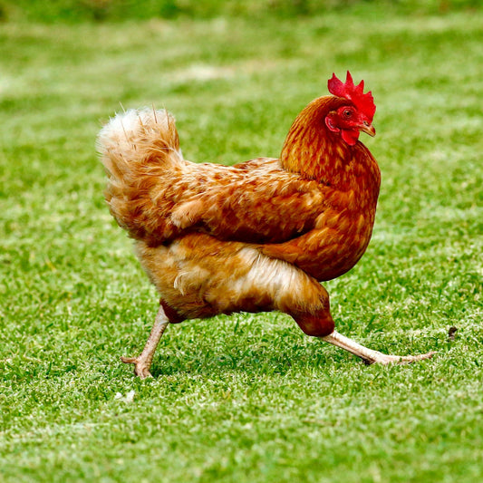 Chicken