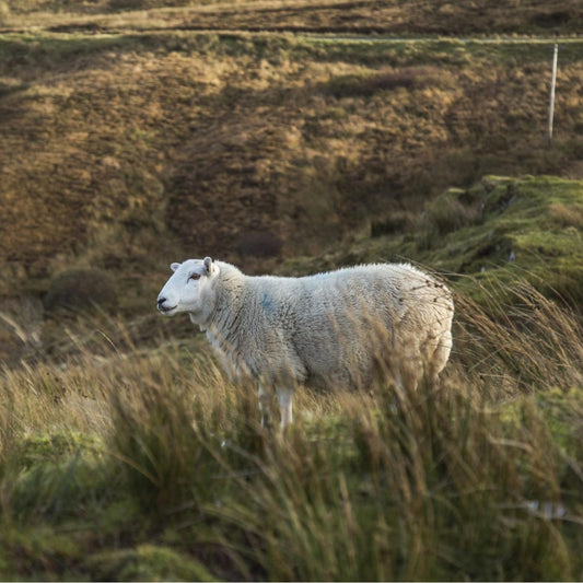 Lamb